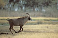 (Hippotragus equinus)
aussi appelée Antilope chevaline, l'antilope Roanne est la plus grande après les deux espèces d'élan. 
Toujours sur ses gardes, très craintive, elle se met à courrir à la moindre alerte.
Delta Okavango / Botswana antilope roanne mammifère Afrique courrir cornes Okavango delta Botswana 
