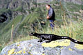 (Salamandra lanzaii) 
Espèce endémique très rare et trés localisée, donc très fragile.
Massif du Mont Viso, Parc naturel régional du Queyras, Alpes.
Espèce vivant en altitude (2000 m), ovovivipare.
Suivi scientifique par radio-tracking.
Longtemps confondue avec la salamandre noire (S. atra). salamandre de Lanza Salamandra lanzaii endémique Alpes Queyras Mont Viso rare altitude amphibien vivipare alpage menacée 