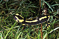 (Salamandra salamandra terrestris)
De nuit dans une mare forestière.
France
 salamandre tachetée Salamandra terrestris amphibien urodèle pondre larves zone humide forêt vivipare eau mare étang menacée espèce animal pattes nager batracien glande venin croyance histoire Henry roi France moyen-âge feu 