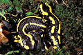 (Salamandra salamandra terrestris)
France Salamandre Salamandra tachetée couple amour enlacée forêt reproduction mousse nuit amphibien urodèle 