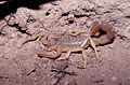  arthropode piqure poison venin dard pinces sable scorpion nocturne désert faune douleur docteur urgent soins 