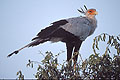 (Polyboroides typus) oiseau Afrique Botswana secrétaire serpentaire serpents prédateur rapace proie marcher pattes Botswana Delta Okavango 