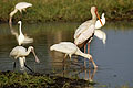  tantale africain Afrique oiseau spatule africaine eau zone humide delta okavango Botswana 