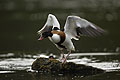 (Tadorna tadorna) Tadorna tadorna Tadorne Belon oiseau canard mer marin femelle printemps parade nuptiale reproduction plumes chasse protégé rivière Finistère Bretagne France 