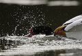 (Tadorna tadorna) Tadorna tadorna oiseau mâle Tadorne Belon rivière Finistère France Bretagne eau mer littoral côtes nicheur parade nuptiale printemps reproduction 