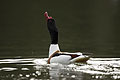 (Tadorna tadorna) Tadorna tadorna Tadorne Belon oiseau mâle parade nuptiale printemps rivière Belon Finitère Bretagne oiseau côte mer reproduction cou bec plumes canard 