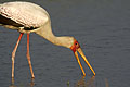 (Mycteria ibis).
 Mycteria ibis tantale afriain oiseau zone humide delta Okavango Botswana Afrique 