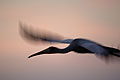 (Mycteria ibis).
Delta de l'Okavango, Botswana Mycteria ibis Tantale africain Afrique oiseau vol nuit soir colonie oiseau Delta Okavango Botswana marais zone humide 