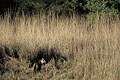(Panthera tigris).
Parc National de Bandhavgarh.
INDE tigre bengale marais prairie haute herbe prédateur Panthera tigris Inde Madhya Pradesh parc national Bandhavgarh mammifère forêt livre jungle Khan Keepling rôder félin puissant mangeur hommes 