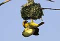 (Ploceus cucullatus)
 Ploceus cucullatus Afrique oiseau tisserin gendarme arbre nid construire bâtir bâtisseur tisser jaune bec delta Okavango 