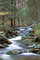 Alpes torrent rivière forêt montagne Alpes Europe 