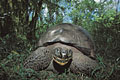 (Geochelone elephantophus porteri) Geochelone elephantophus porteri tortue éléphantine géante endémique Galapagos Santa Cruz 