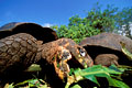  tortue géante Galapagos Darwin carapace dôme station recherche éléphantine 