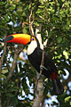(Ramphastos toco) Pantanal Toucan toco oiseau bec couleur Brésil zone humide arbre forêt amérique sud Ramphastos toco 