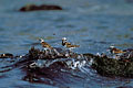 Envol au tout dernier moment, lorsque la marée montante envoie une ultime vague sur leur reposoir. tournepierre collier Arenaria interpress envol rocher marée littoral oiseau Bretagne limicole  estran côte 