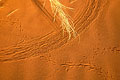  traces sable dunes désert vie secrète insectes lézards Namib 