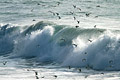  vagues rouleaux oiseaux mer goélands Bretagne Finistère sauvage Iroise eau vent 