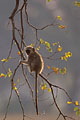 (Cercopithecus aethiops) Cercopithecus aethiops feuilles arbre grimper équilibre agile 