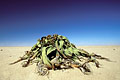 La Welwitschia mirabilis est une plante endémique du désert du Namib. Elle se trouve uniquement sur une bande étroite parrallèle à la côte, en raison des conditions écologiques et climatiques particulières de cet habitat. 
C'est un ancêtre de la famille des pins actuels. Welwitschia mirabilis plante endémique désert Namib Namibie pin famille 