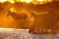  Afrique mammifère équidé zèbre troupeau boire soir lumière soleil Botswana eau prédateur poussière 