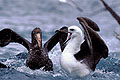 Albatros à sourcil noir (Diomedea melanophrys) et Pétrel géant (Macronectes hali)
Ile du Sud / Nouvelle-Zélande océan Pacifique sud Nouvelle-Zélande albatros Pétrel géant large mer oiseau voler combatre pêcher solitaire agressivité 