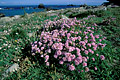  Ouessant plante fleur armérie maritime littoral rose embrun Armeria maritima 