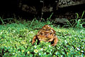  crapaud commun Bufo France amphibien fontaine zone humide mare mars batracien nuit accouplement reproduction amplexus 