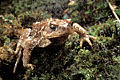 (Bufo bufo) pluie crapaud commun nuit forêt mousse amphibien 