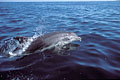 (Tursiops truncatus)
Archipel de Molène grand dauphin soufleur Tursiops truncatus Bretagne Finistère Sein Molène archipel Iroise mer mammifère marin 