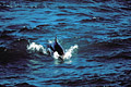 (Tursiops truncatus)
Chasse dans les vagues et le courant de marée grand dauphin Tursiops truncatus nage surf vague chasse Ouessant Finistère Bretagne mammifère marin littoral côte courants mer animal rare population menacé joueur poisson hydrodynamisme 
