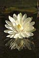 (Nymphaea lotus).
Moremi Game Reserve. 
Delta de l'Okavango / Botswana
 Nymphaea lotus fleur lotus nénuphar surface ouvert fleurir soir nuit Delta Okavango Afrique flore zone humide aquatique biodiversité 