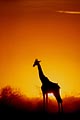  Afrique Namibie Parc National Etosha Girafe coucher soleil crépuscule ambiance silhouette 