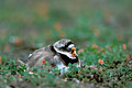 (Charadrius hiaticula). Espèce menacée en France. Photo prise dans une réserve avec autorisation. Grand Gravelot baille nid mer littoral menacé réserve oiseau sol océan migrateur Atlantique côte 