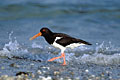  huîtrier-pie court vagues marée montante oiseau limicole échassiers littoral Bretagne 