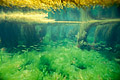 fonds marins algues mer Iroise Bretagne Finistère Molène archipel verte laitue 