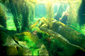  algues laminaires fonds marins mer Iroise vertes Molène Bretagne 