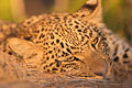 (Panthera pardus)
Ce jeune léopard de 8 mois sort de sa sieste en toute fin d'après midi. léopard jeune Afrique félin prédateur tacheté beau mammifère termitière pelage sieste Panthera pardus 
