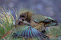 (Nestor notabilis)
Parade nuptiale. Endémique
Montagnes du Fiordland (Alpes...!)
Île du Sud
Nouvelle Zélande Alpes Nouvelle Zélande perroquet neige bec parade kéa altitude oiseau endémique 
