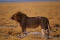 (Panthera leo) lion couple amour plaine mâle Afrique accouplement Botswana 