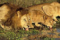 (Panthera leo).
Delta de l'Okavango / Botswana.
Fin de la saison des pluies. Afrique lion mammifère prédateur clan mâle groupe boire ensemble eau Botswana delta Okavango félin big five Botswana 