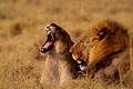 (Panthera leo) lions couple amour plaine Afrique Okavango delta baille botswana 