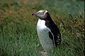 (Megadyptes antipodes)
Rare
Peninsule de l'Otago
Île du sud / Nouvelle-Zélande Manchot oeil or antipode Nouvelle-Zélande endémique Otago oiseau aptère péninsule aptère 