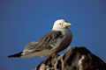  mouette tridactyle Larus tridactylus oiseau mer falaises Bretagne Manche île falaise littoral côte laridé 