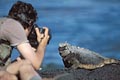  iguane marin Galapagos reptile tourisme voyage photo animalière île 
