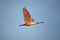 (Ajaia ajaja) Brésil Amérique sud oiseau voler spatule rose zone humide Pantanal échassier amérique sud 
