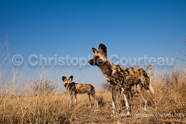 Lycaons dans le Kalahari