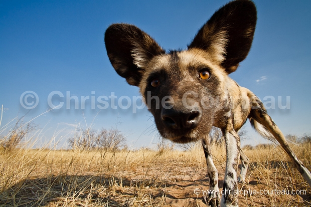 Lycaon dans le Kalahari