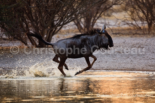 Gnou au point d'eau