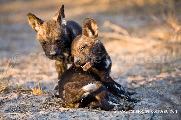 Wild Dogs Puppies at the den