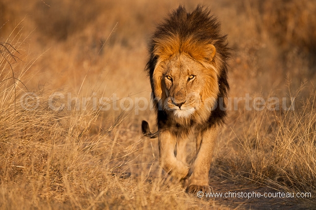 Kalahari Lion